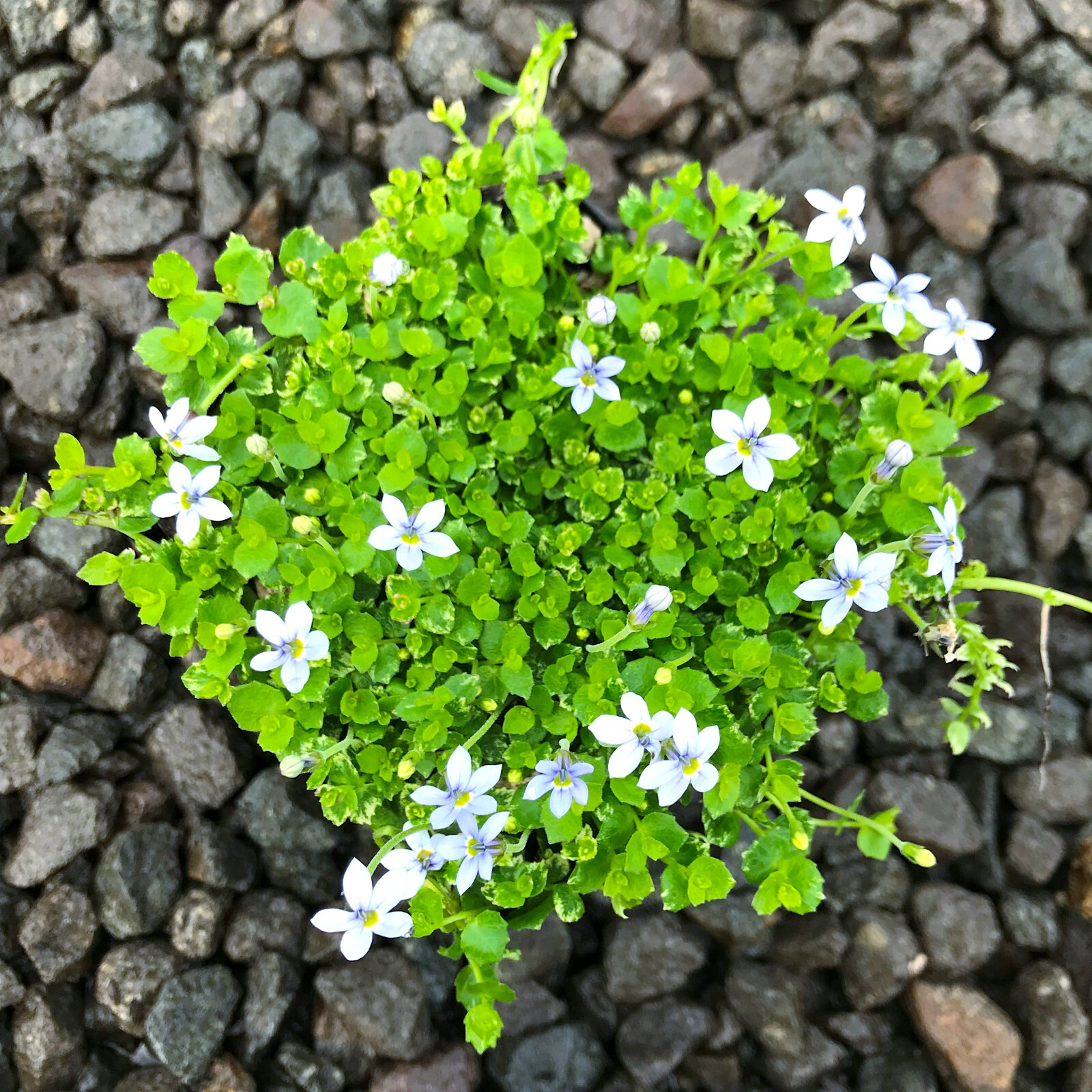 Laurentia Blue Star Creeper 15 Plants in 3-1/2 inch Pots