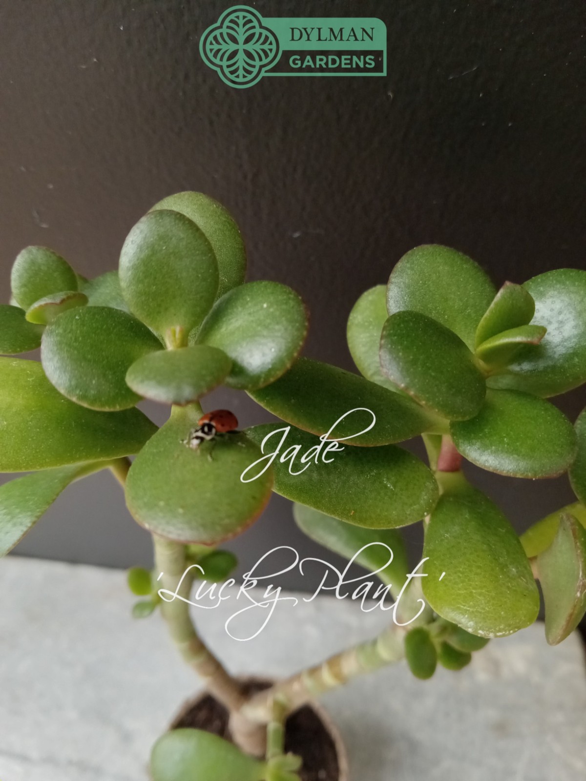 Jade Plant (Crassula Ovata) – Lucky Plant – Indoor Houseplant – Multiple Sizes