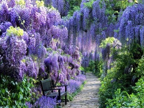 Blue Moon Wisteria Vine 2 Year Plant Fragrant Flowers Attract Hummingbirds
