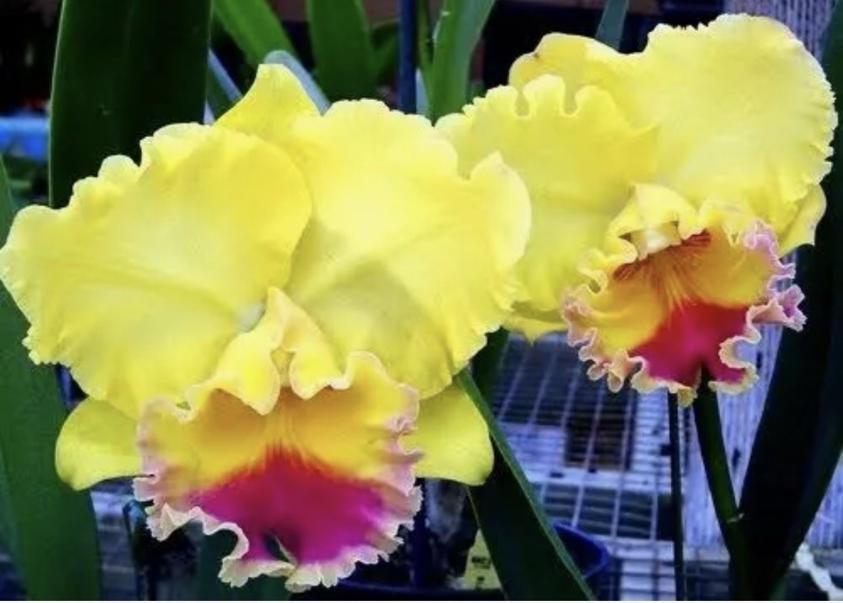 Cattleya Rlc Goldenzelle ‘Lemon Chiffon’ Fragrant Yellow Orchid Hybrid 4” RePot