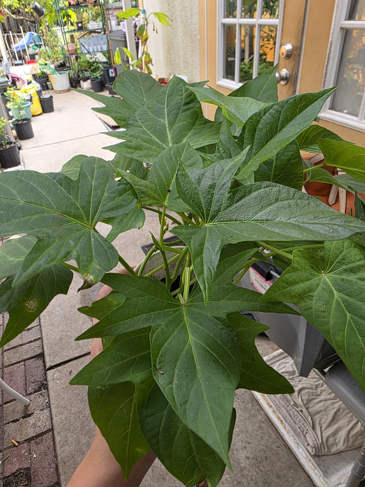 5 Okinawa Hawaiian Special – Sweet Potato Plants Rare Starter Cup – 5 In 1 Cup.