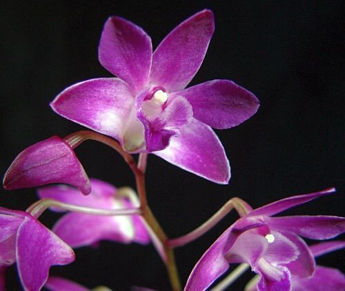Fragrant Orchid Dendrobium Kingianum variegated Compact Grow In 3″ Pot