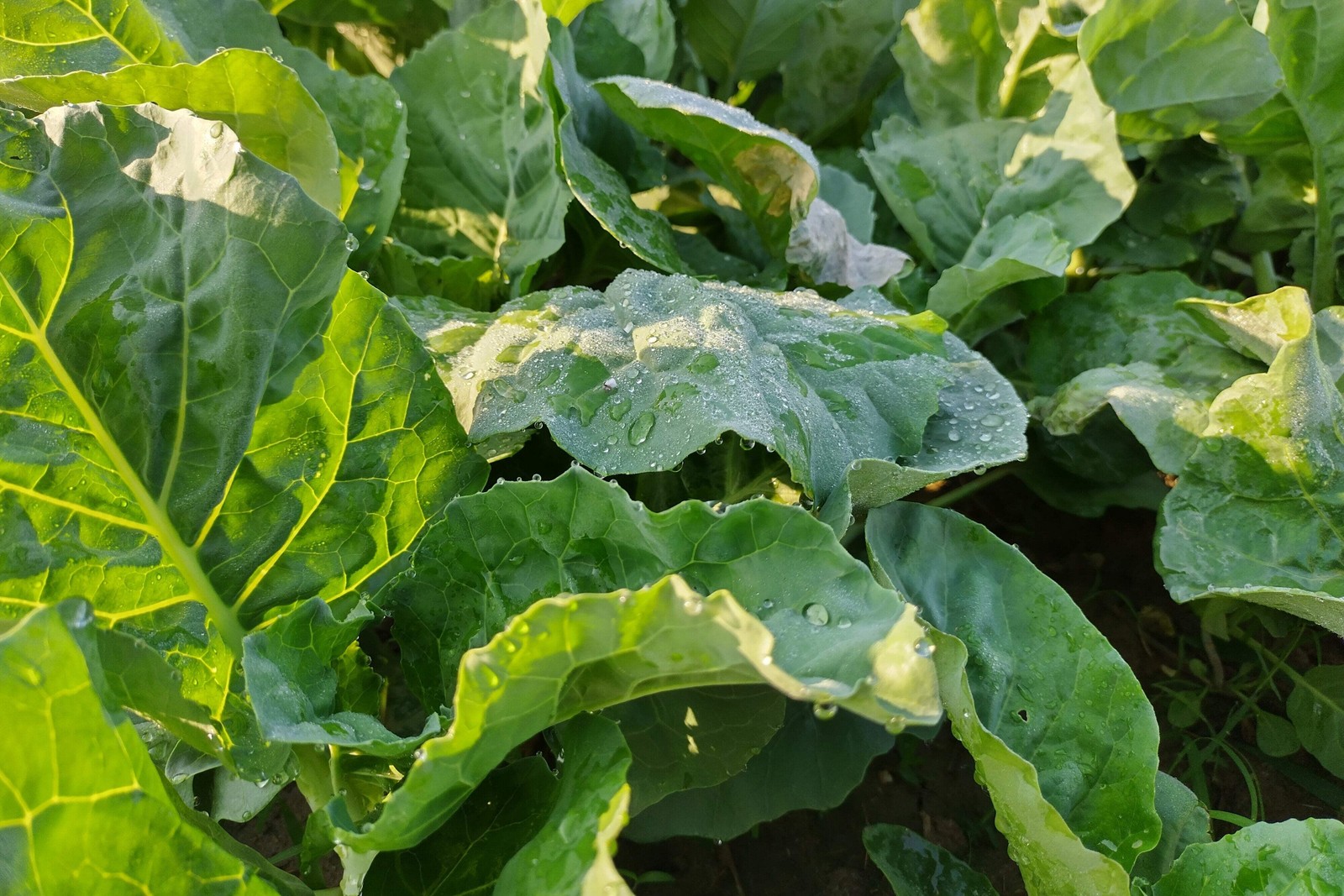 1000 PREMIER KALE Early Hanover Brassica Oleracea Greens Vegetable Seeds *CombSH