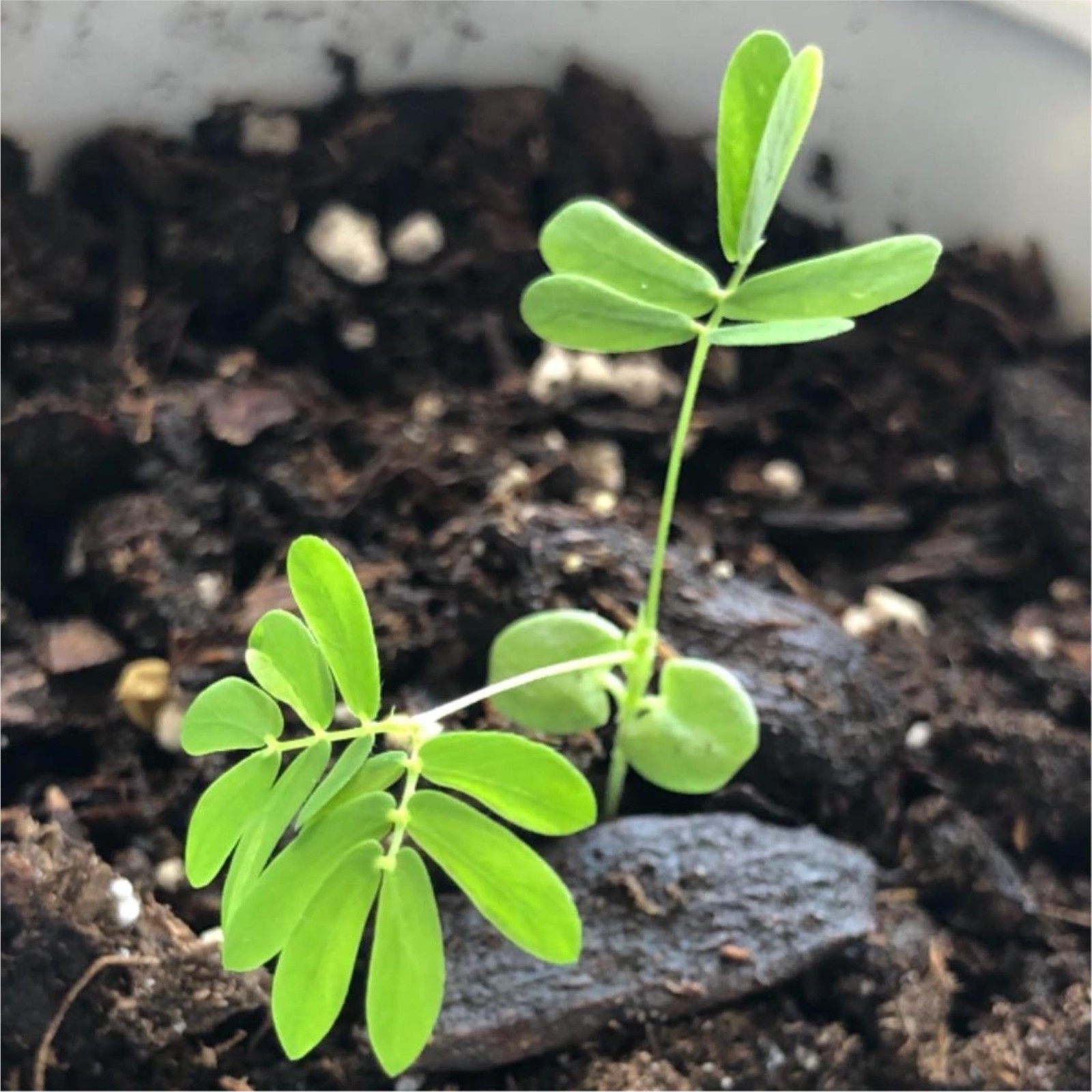 Sensitive Plant Seeds for Planting Mimosa pudica Heirloom & Open Pollinated …