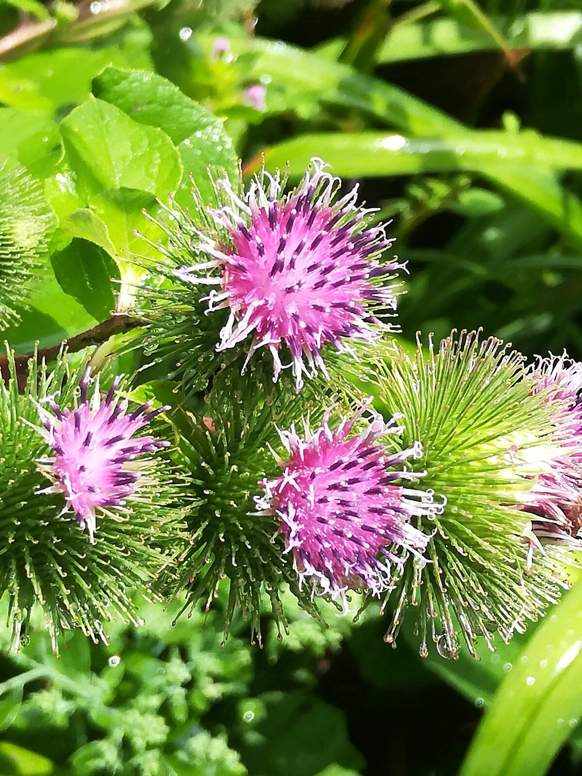 Greater Burdoch, Arctium Lappa 1/4 Tsp.