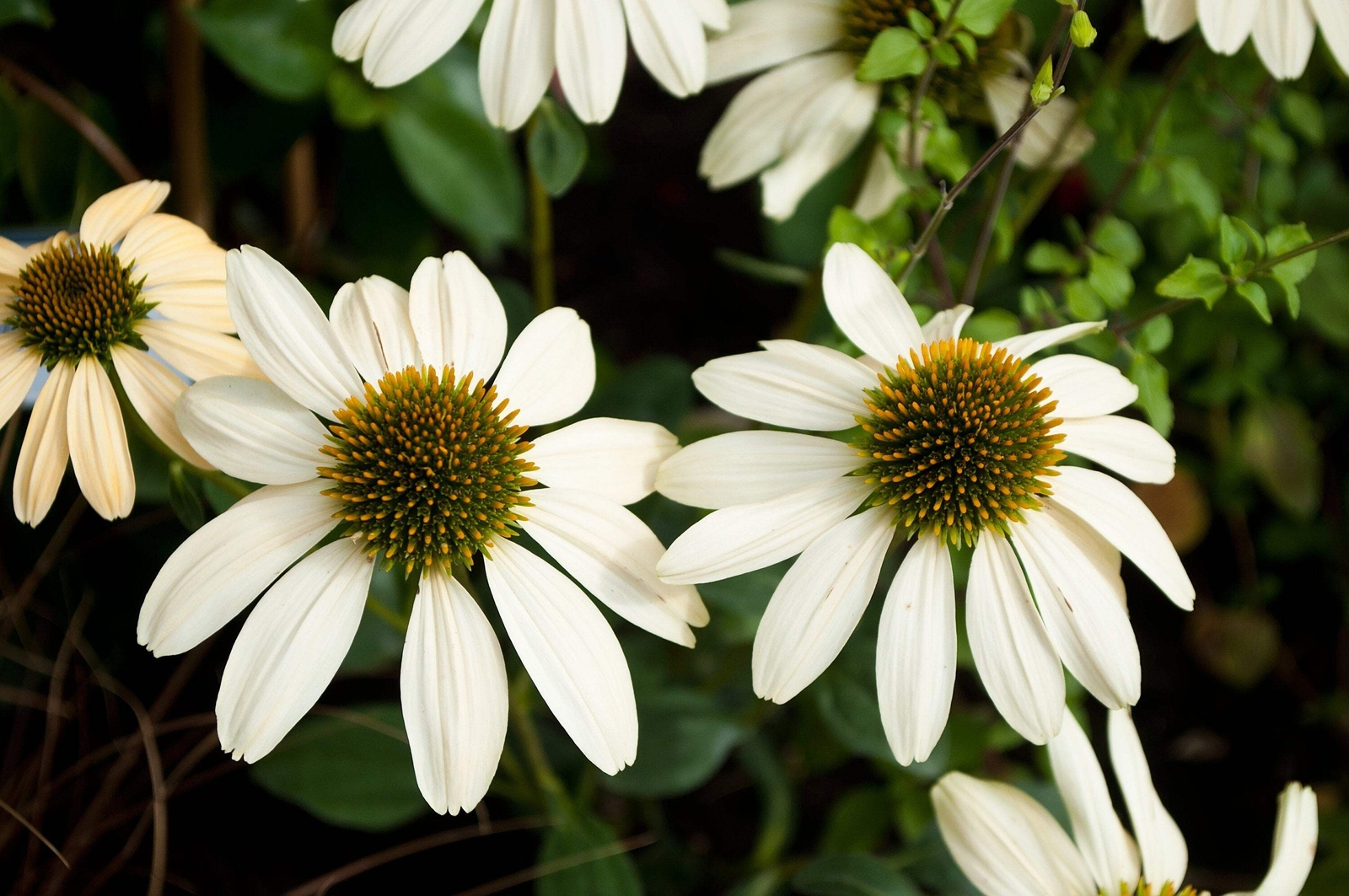 25 CHEYENNE SPIRIT CONEFLOWER Echinacea Orange Red Yellow Purp Pink Flower Seeds