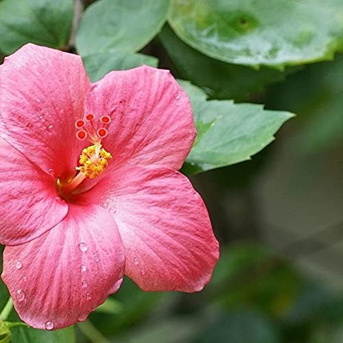 Rose Mallow, 100+ Seeds, Beautiful Bright Rose Flowers, Flower, Garden