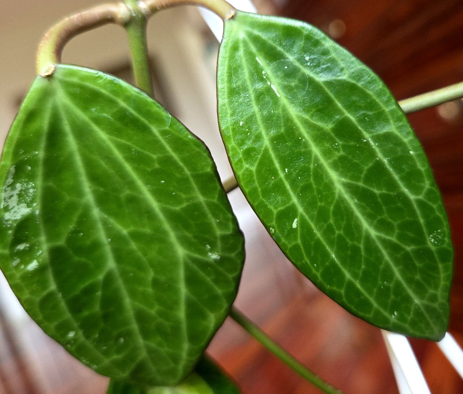 Rare Reverse Variegated Hoya Latifolia 24″ Tall Not Monstera Philodendron Aroid