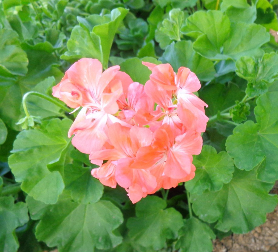 3 X 6″ SALMON PINK PELTATUM IVY GERANIUM LIVE PLANT Fresh Cuttings