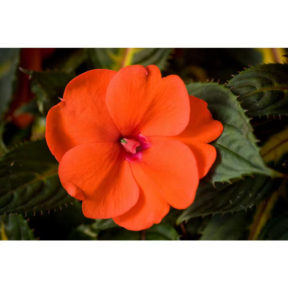 1 Qt. Compact Orange Sunpatiens Impatiens Outdoor Annual Plant with Orange Flowe