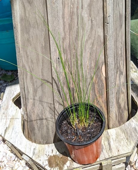 MEXICAN FEATHER Grass Plant – 1 Clump