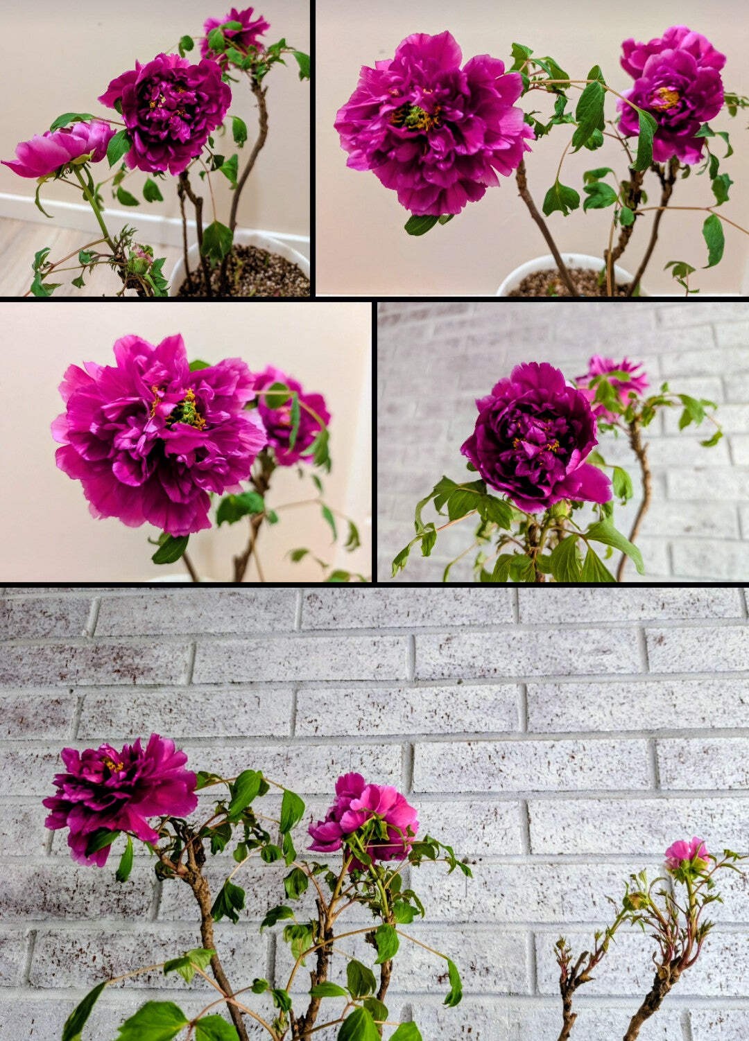 “Champion Crown” large flower tree peony