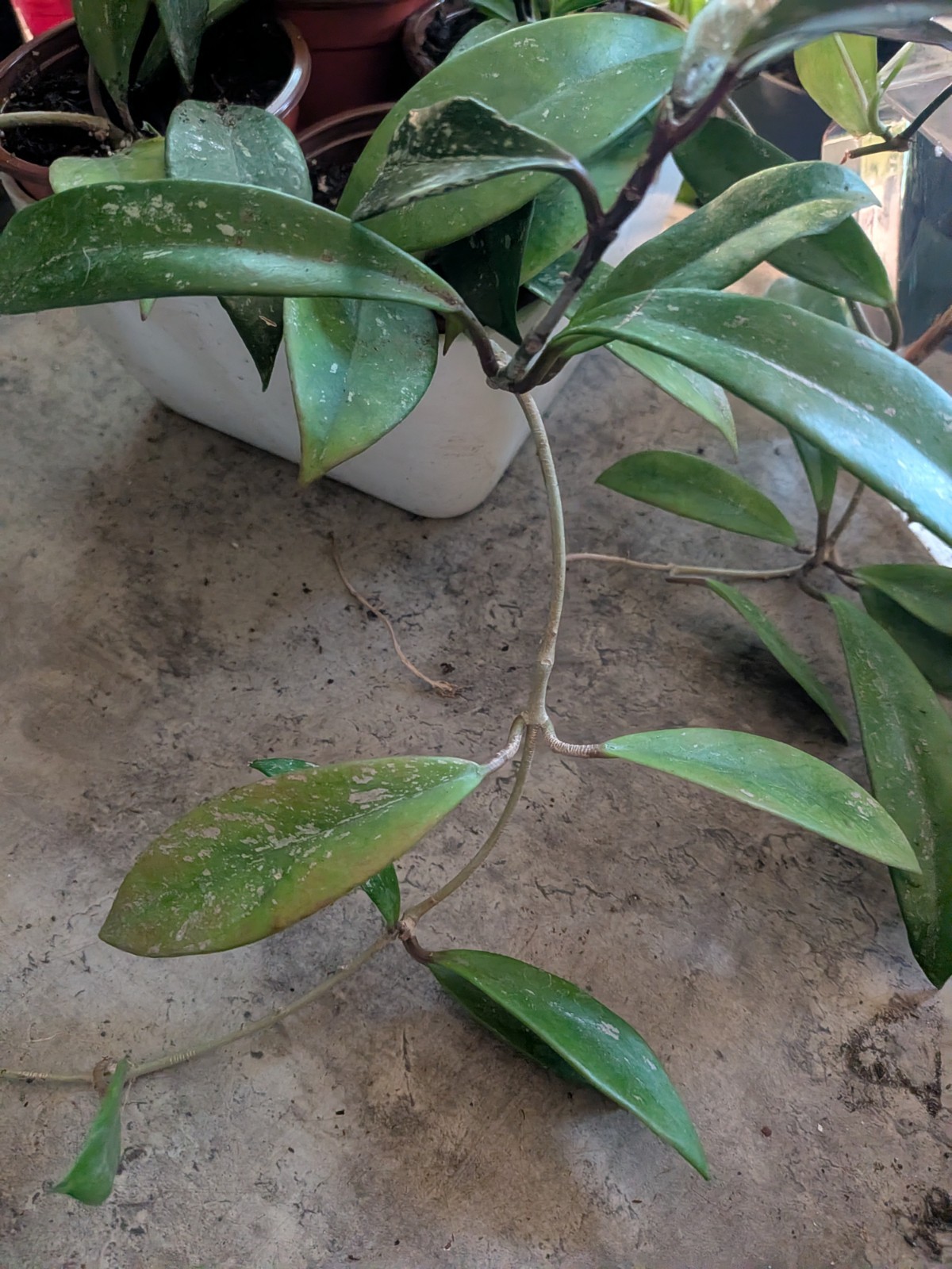 Hoya Collection 1 Hindu Rope 1 Krimson Princess 1 Publicalyx Splash In 3″ Pots