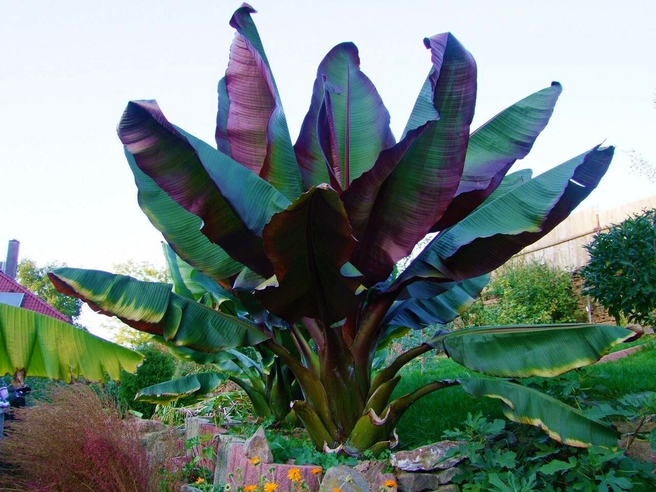 **RED ABYSSINIAN**Ensete Maurelii**AKA False Red Tropical Musa Banana Tree**USA*