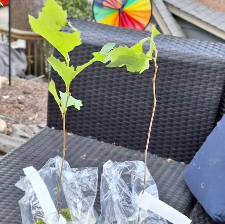 Set 2 American Plane Trees – 6-12 Inch Tall – 4 Inch Pot – Platanus Occidentalis