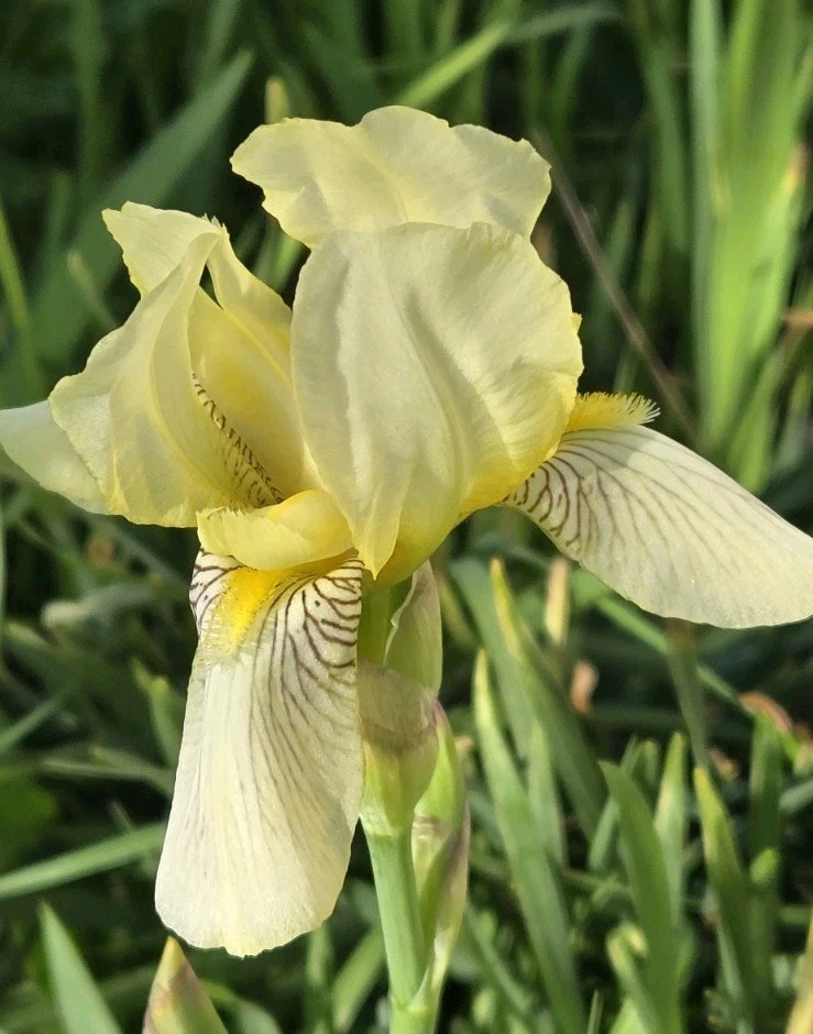 1 Early Light Yellow BEARDED IRIS Rhizome Rainbow Plant Spring Garden Flower Pot