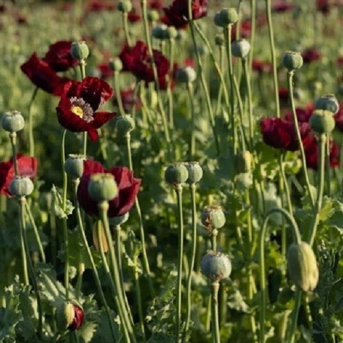 English Maroon Poppy Seeds XL Dark Red Flowers Stratified Genuine P Somniferum