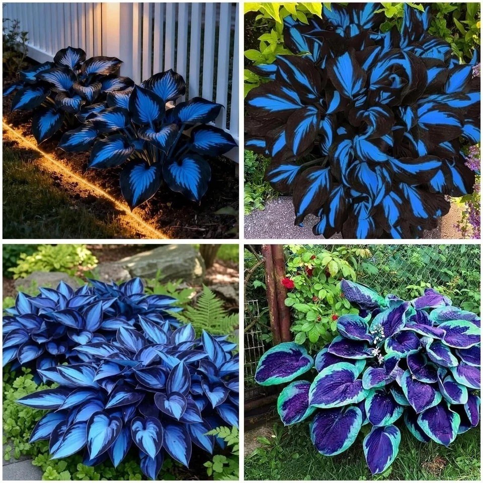 220+ Hosta Seeds Blue Perennial for Planting,Hosta Seeds Blue and Black….