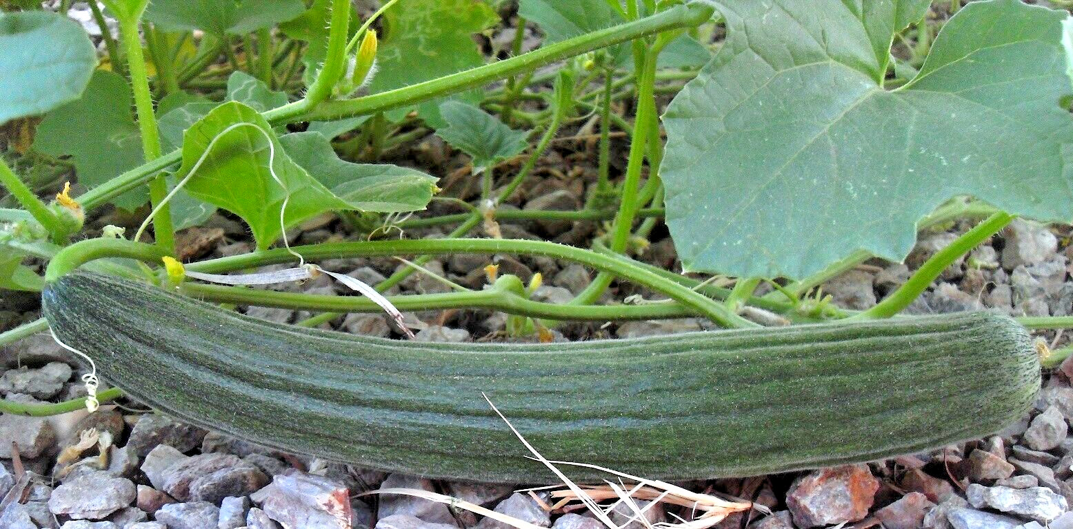 RARE✿ Heirloom Dark Green Armenian Cucumber 15 seeds ●Fragrant Flowers