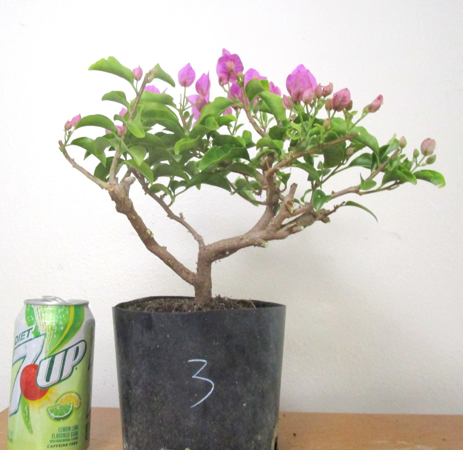 Dwarf bougainvillea for unique flowering mame shohin bonsai tree thick trunk #3