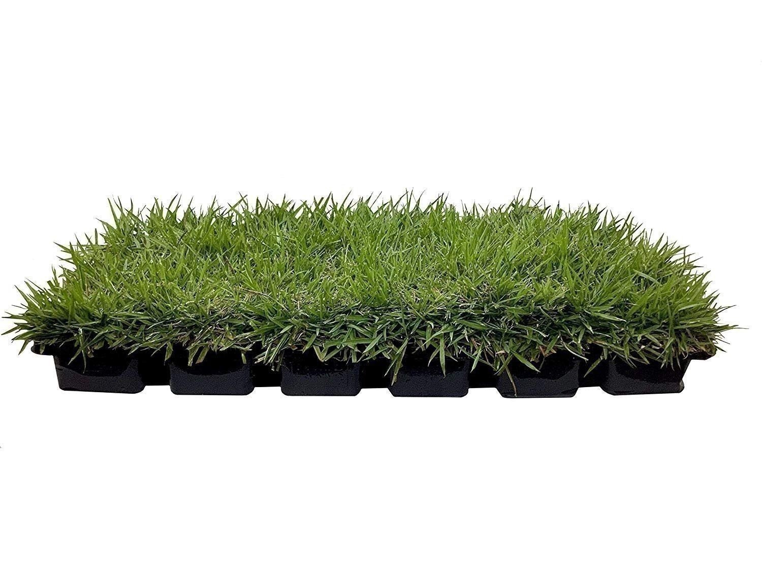 Zoysia | Sod Plugs | Zoysia japonica | Low Maintenance | Hardy | Landscape Plant