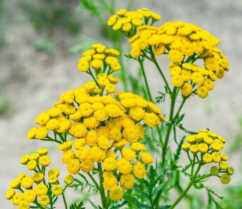 Tansy (Tanacetum Vulgare) SEEDS