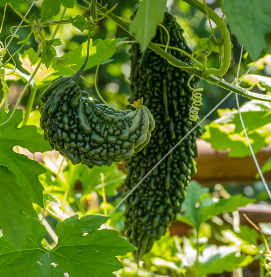 Live Green Bitter Melon Plant – 8″ Tall – 4″ Pot – Edible Vegetable Vine