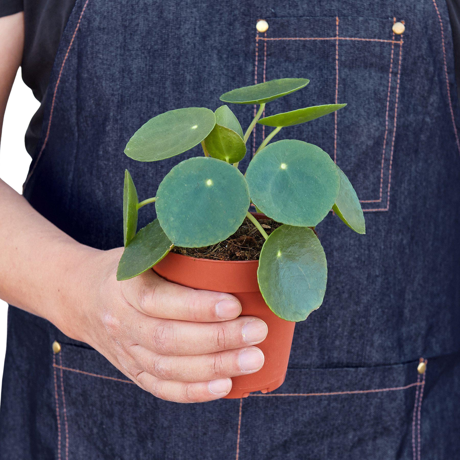 Pilea Peperomioides Chinese Money Plant • Pancake Plant • 4″ or 6″ Pot