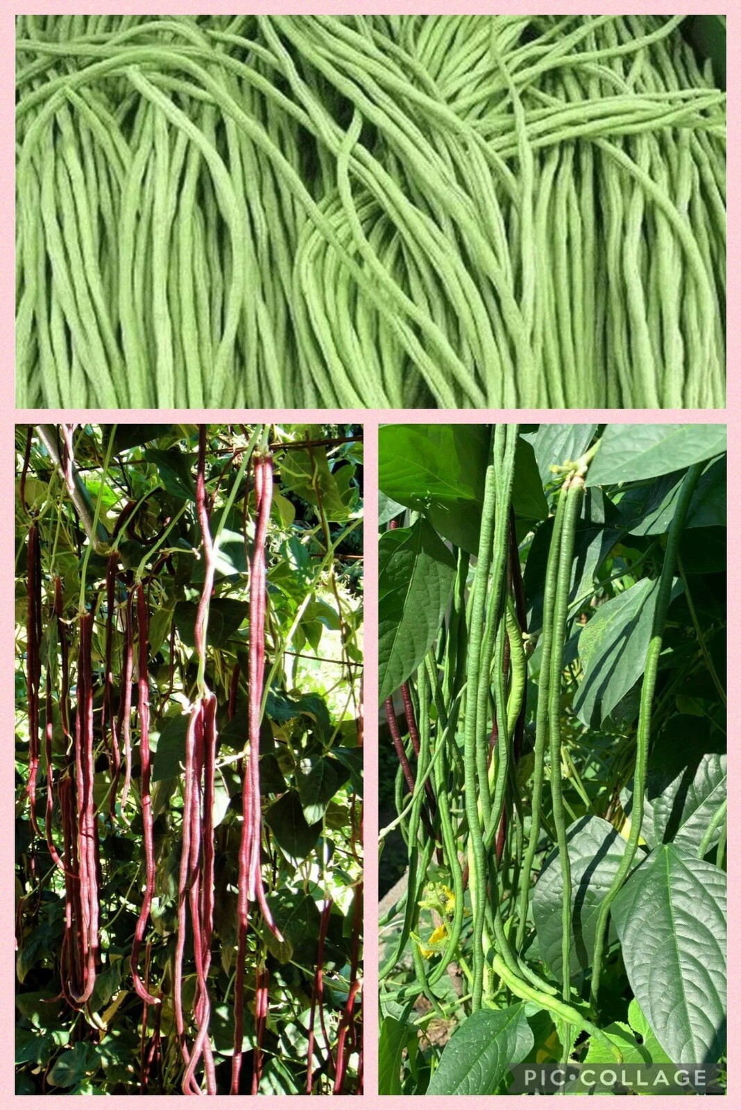 3 Colors Mix Yard Long Bean | MultiVariety Blend Pole Asian Đậu Đũa 60 Seeds