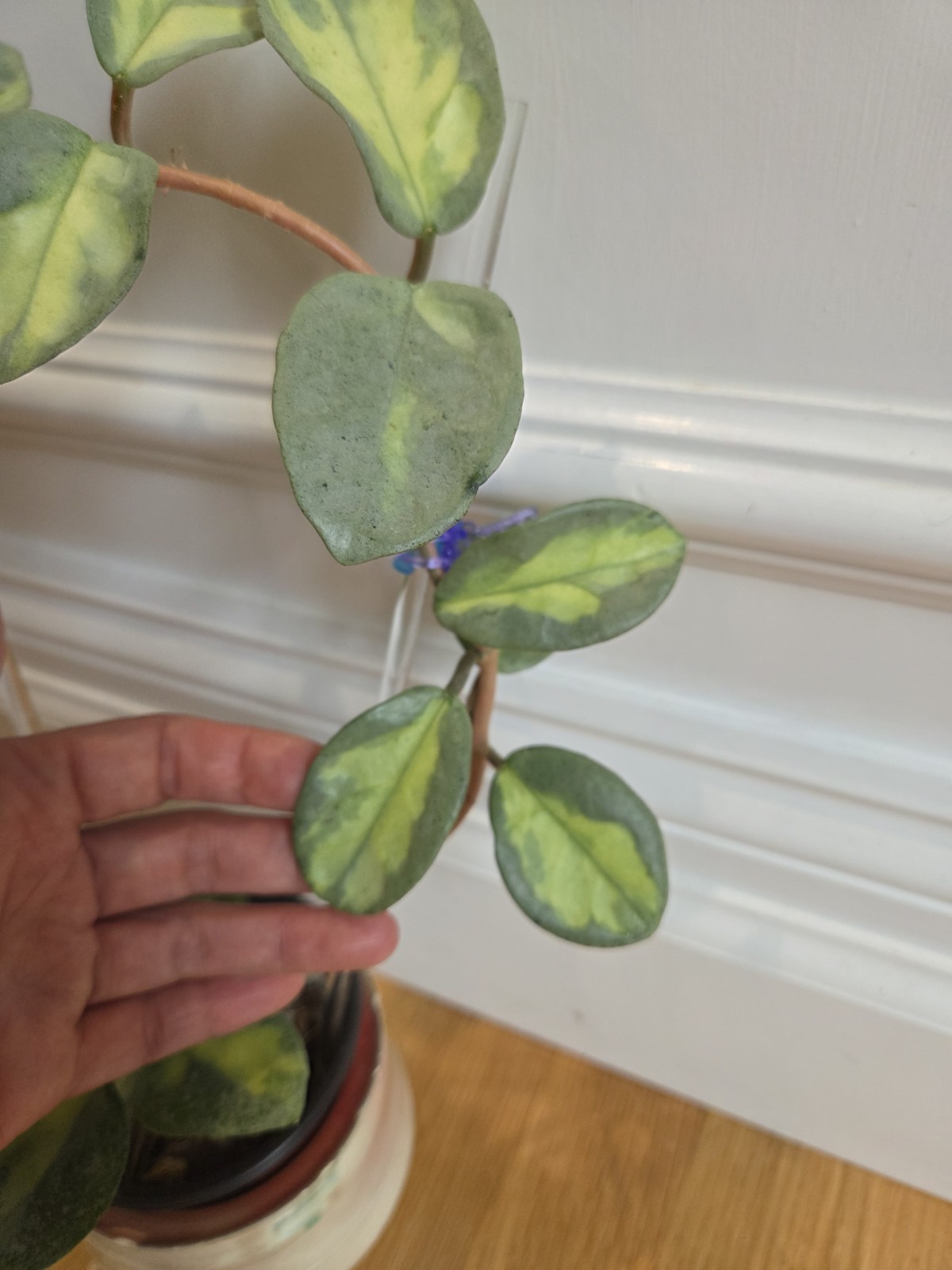 Hoya Argentea Princess fully established plant