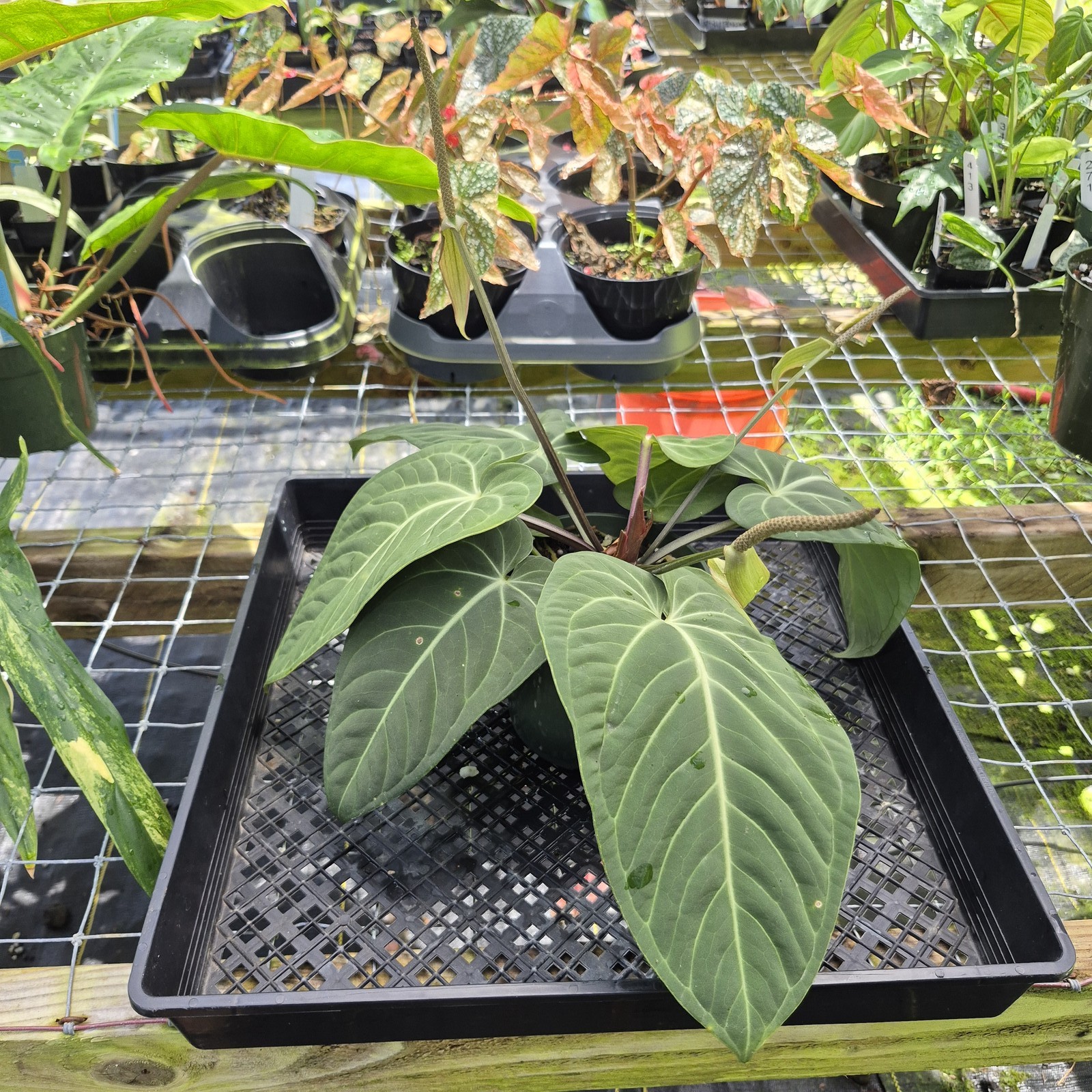 Anthurium Villenaorum, Exact Plant Ships Nationwide
