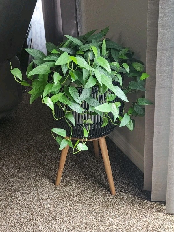 Photos Live Cebu Blue Ivy Easy Care Plant Pothos Rooted Cuttings Home Potho Rare