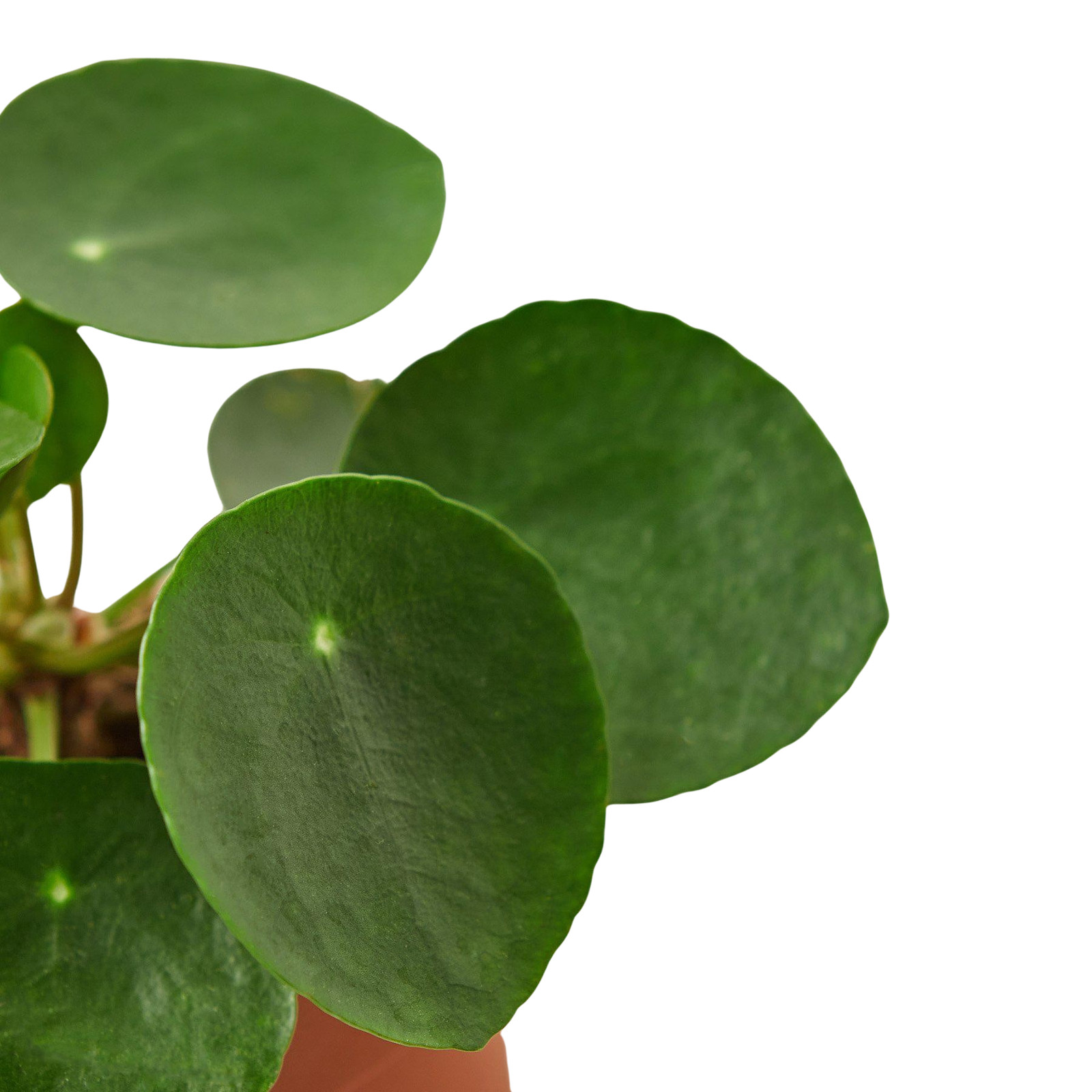 Pilea Peperomioides Chinese Money Plant • Pancake Plant • 4″ or 6″ Pot