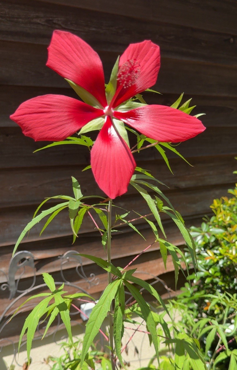 Texas Star Scarlet Red Rose Mallow Hardy Hibiscus Coccineus Native 15 SEEDS