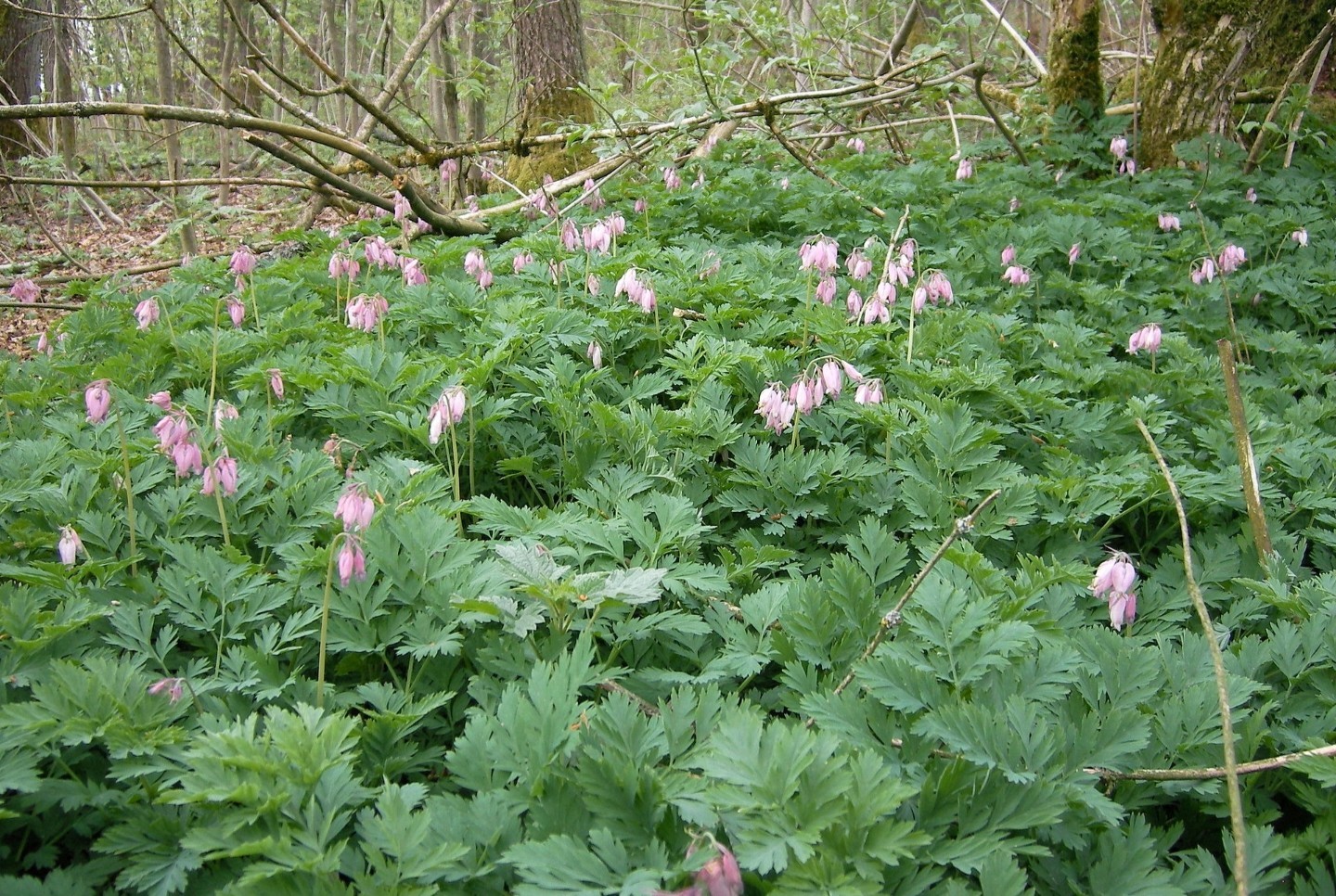 5 Pacific Bleeding Heart(Dicentra Formosa) Bare Root Plants Perennial Wildflower