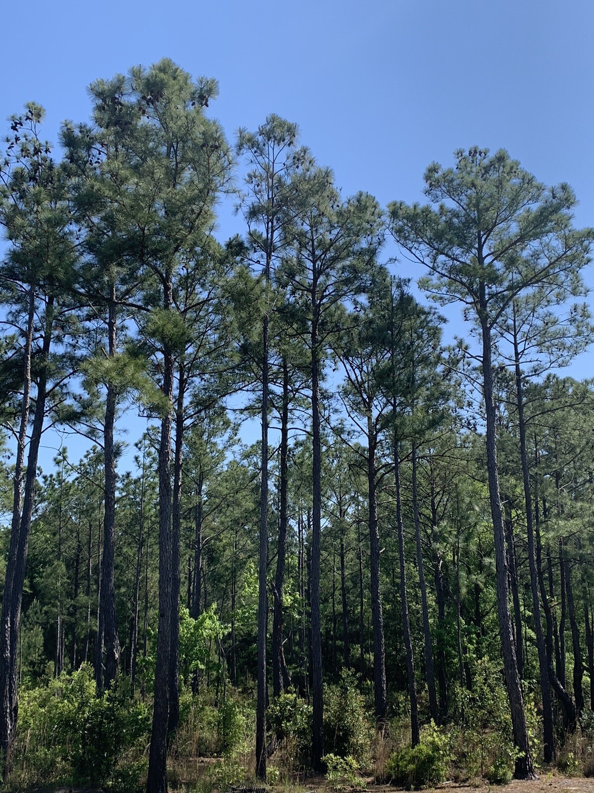 10 pine tree seedlings 3”-6” tall- bare root. Fast Growing Wild.