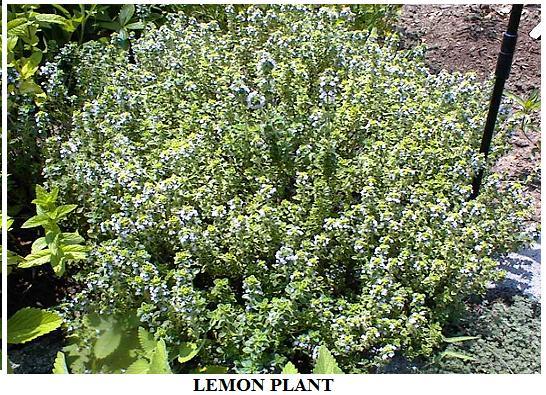 Lemon Mint Herb Plant Smells Like Lemon OVER 25 Seeds USA Seller