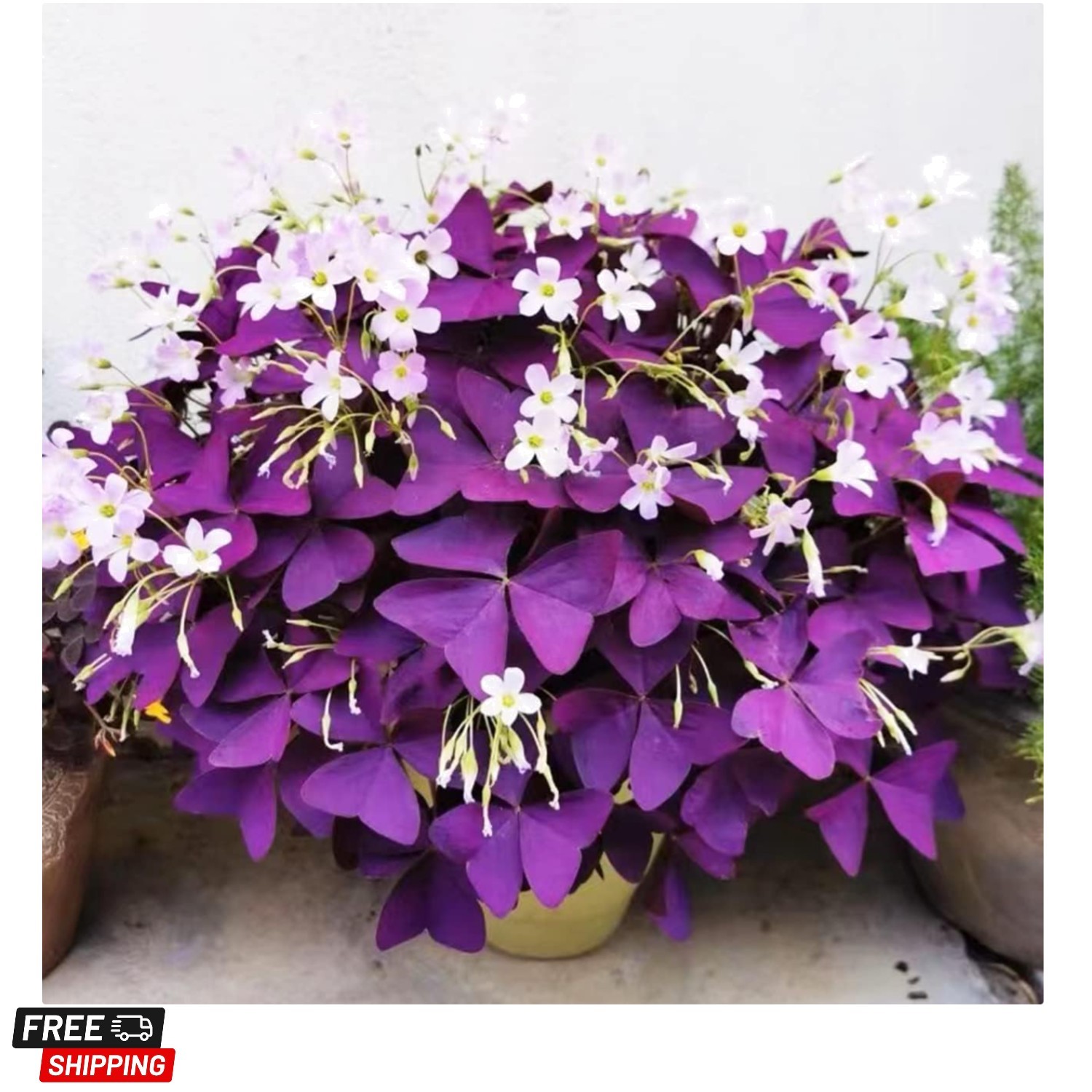 12+ Bulbs Purple Shamrocks Oxalis Triangularis Lucky Lovely Flowers Bulbs Gro…