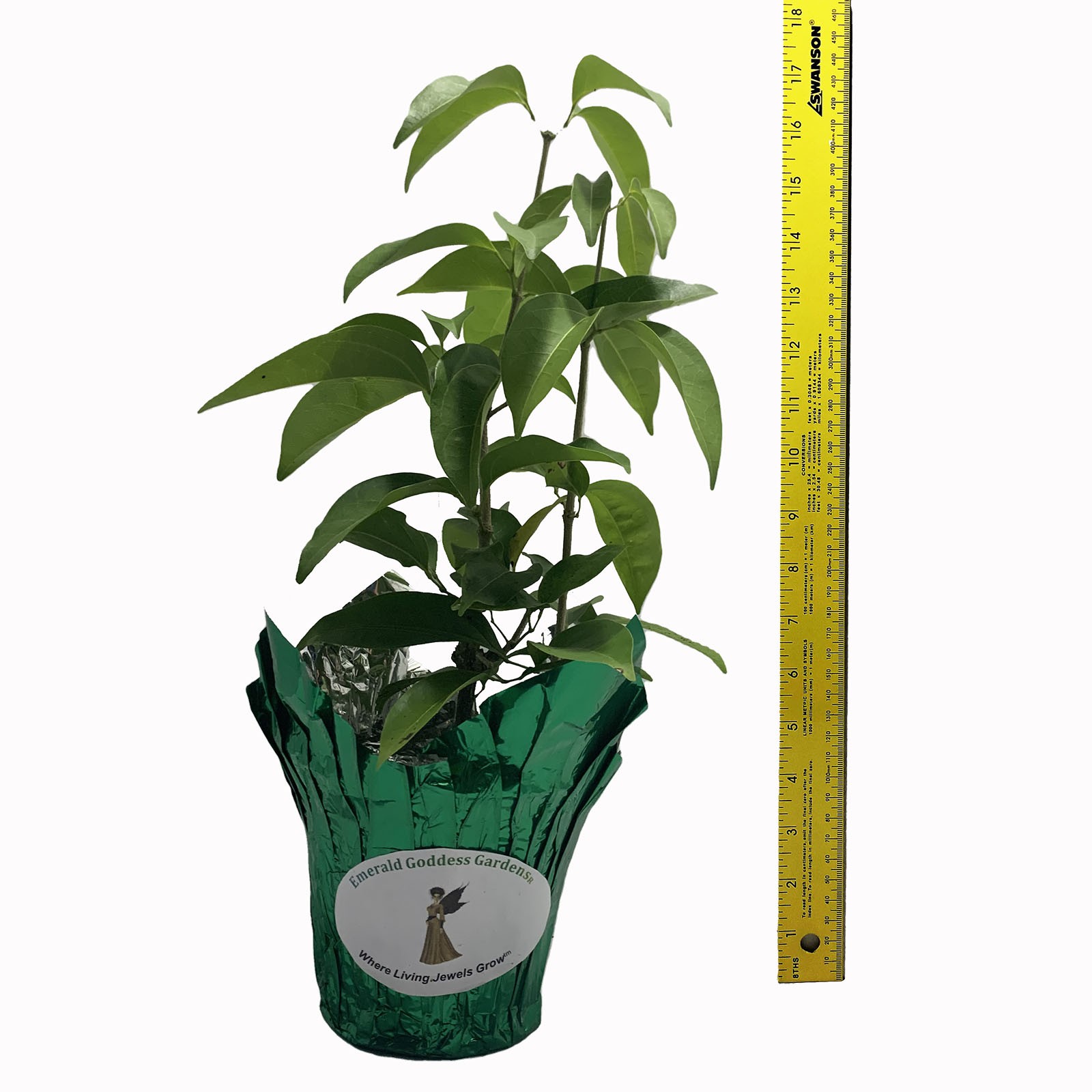Garlic Vine Live Plant Purple Trumpet Flowers Spring and Fall Starter Size