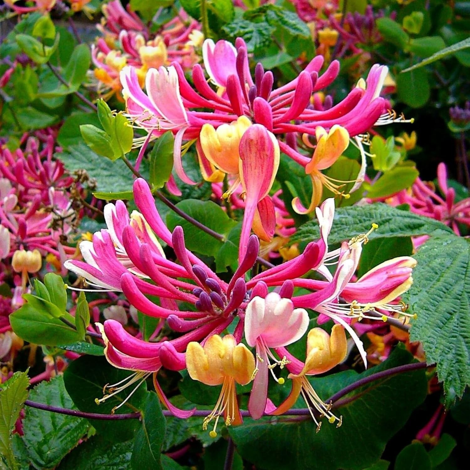 300+ Honeysuckle Seeds for Planting Honeysuckle Vine,Honeysuckle Flower for Grow