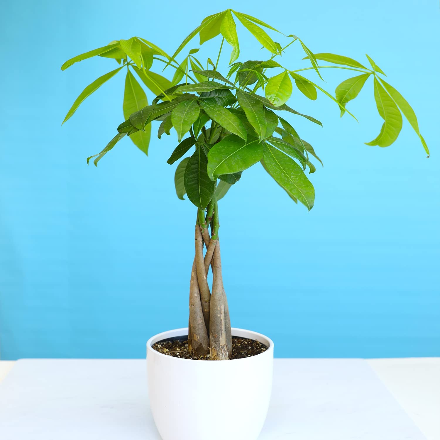 Altman Plants Chinese Money Plant Decor Money Tree Plant Indoor House Plants