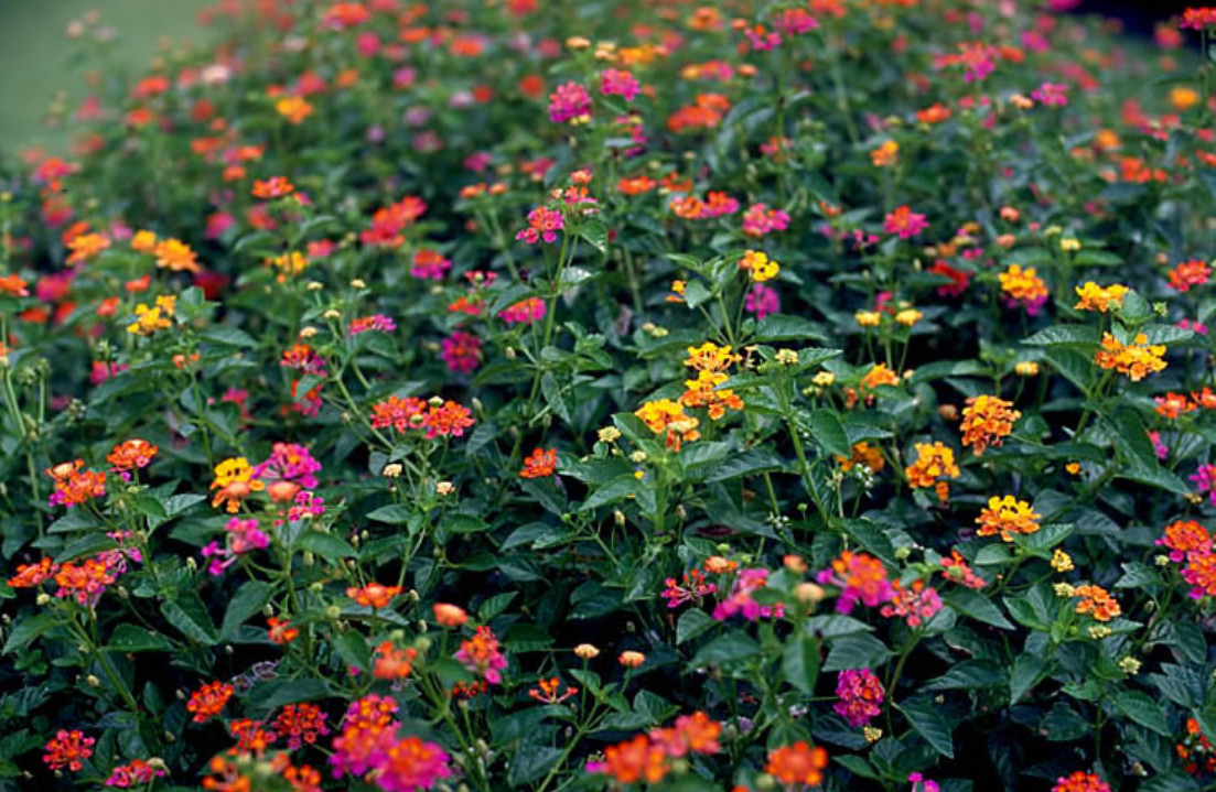 4 Mixed Lantana Plants – Vibrant Flowering Perennials – 4–6” Tall – Ships No Pot
