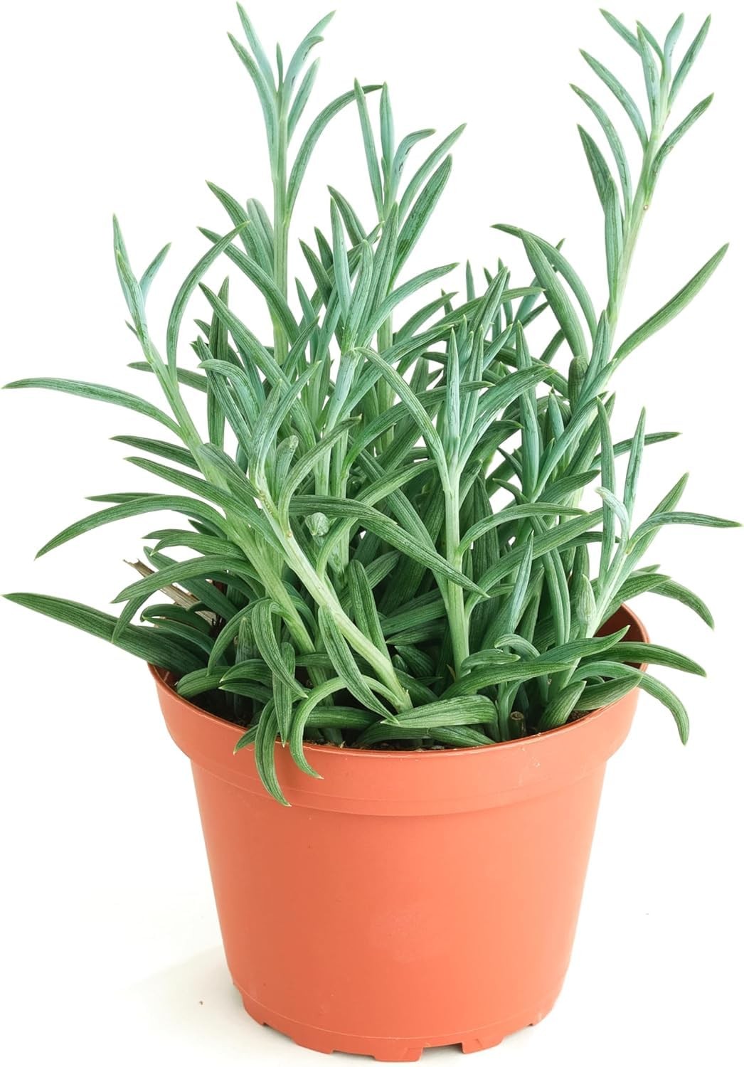String of Fishhooks Hanging Succulent, Senecio Radicans Glauca, Fully Rooted …