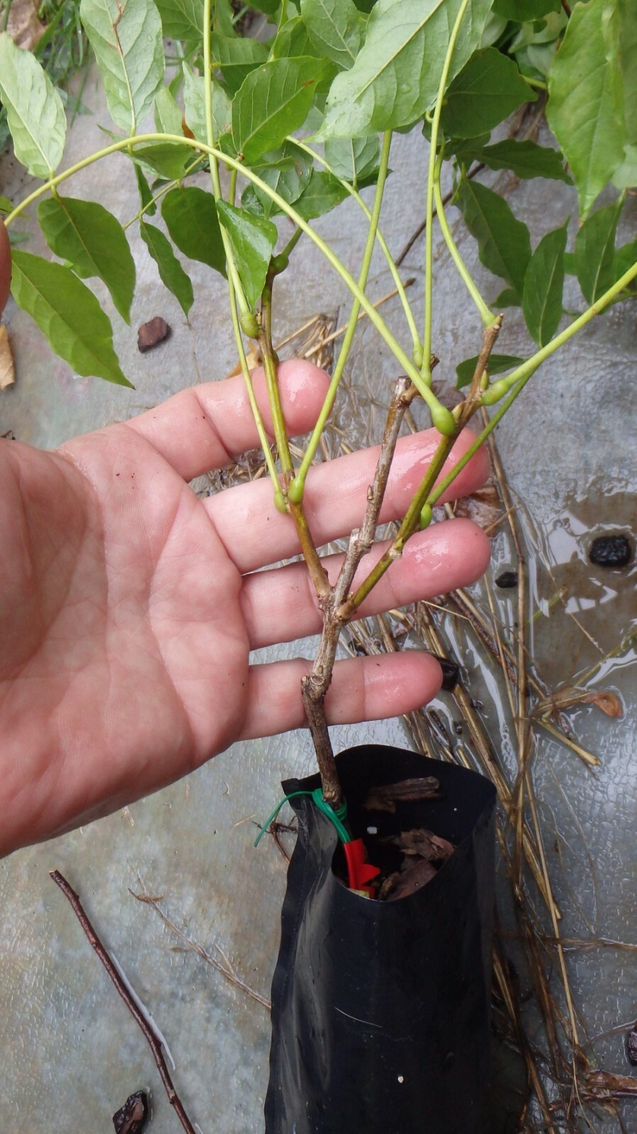 Wisteria frutescens ‘Amethyst Falls’, grafted 1 year old plant