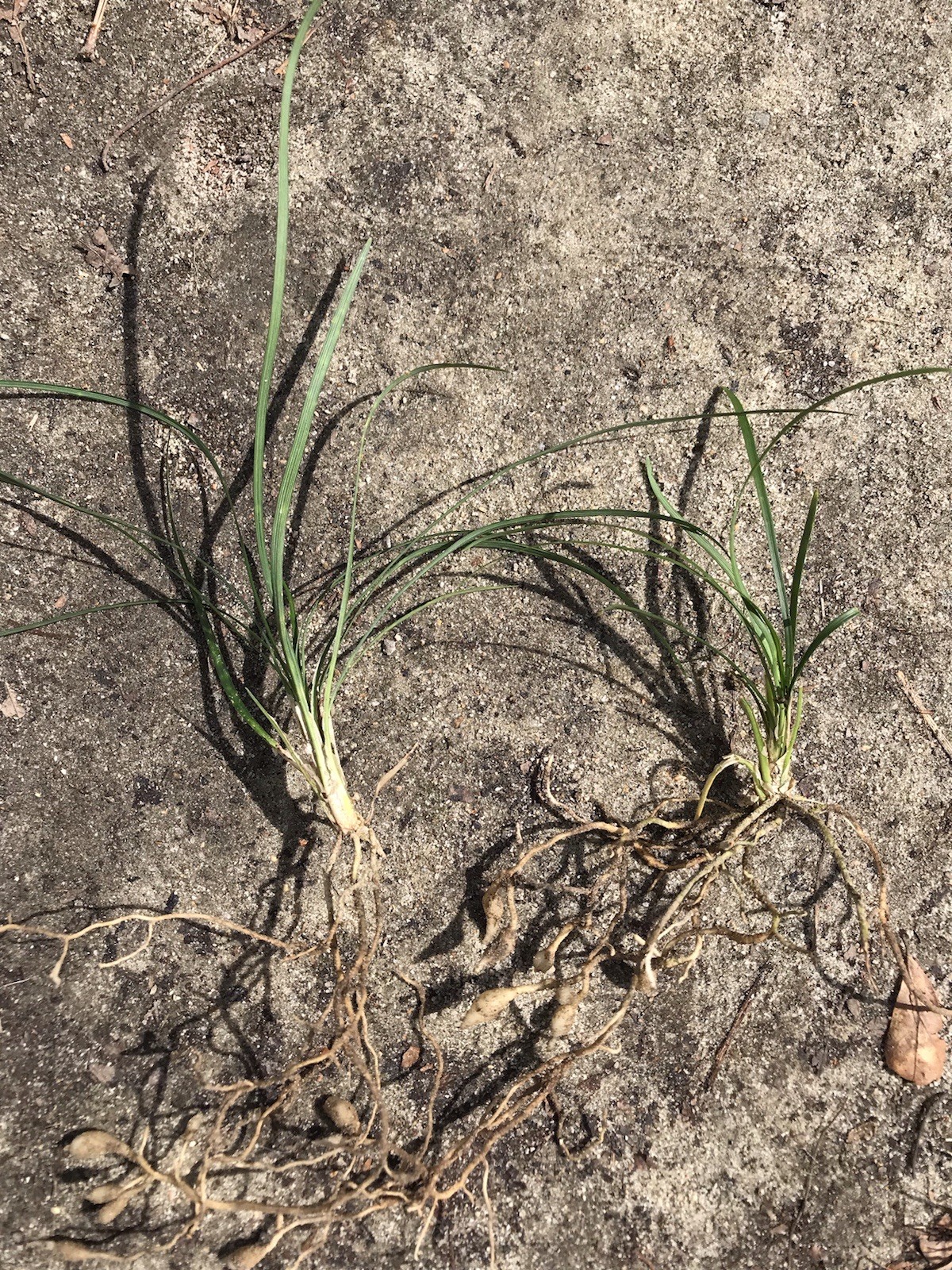 25 Plugs Pips Monkey Grass Ground Cover or Border Live Starter Plants Bare Root