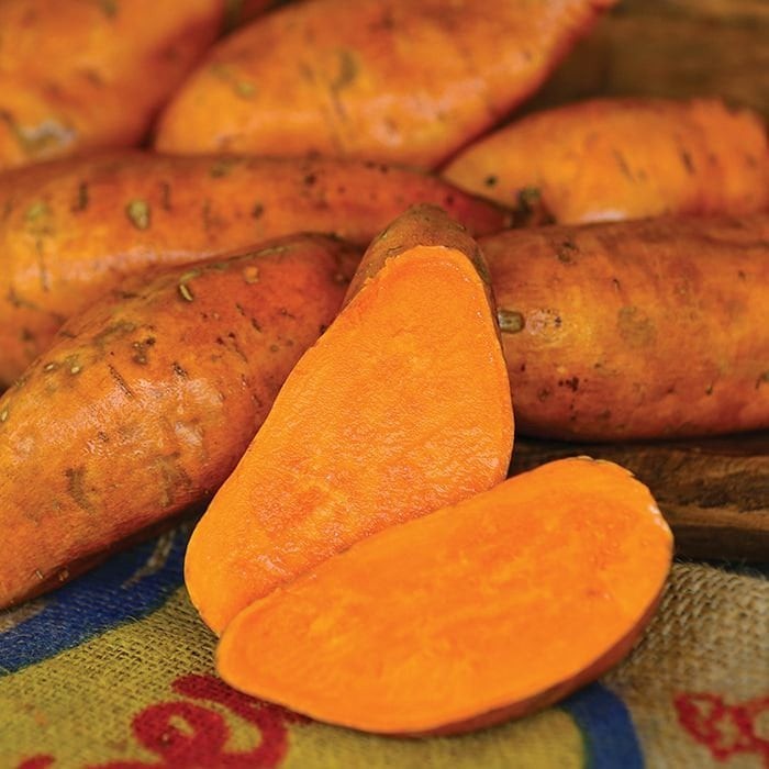 8 Covington Sweet Potato Slips Organic Bright Orange Sweet Flavor