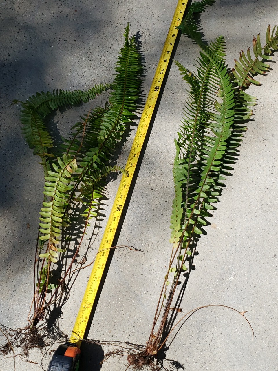 2 Christmas Fern – Grow Tall With 3′ Long Starter Plants rooted