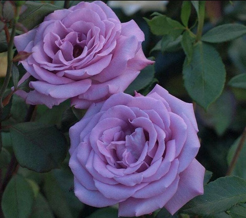 Light Purple Rose Seeds – Pack 30 Seeds – Rose Flower Gardening