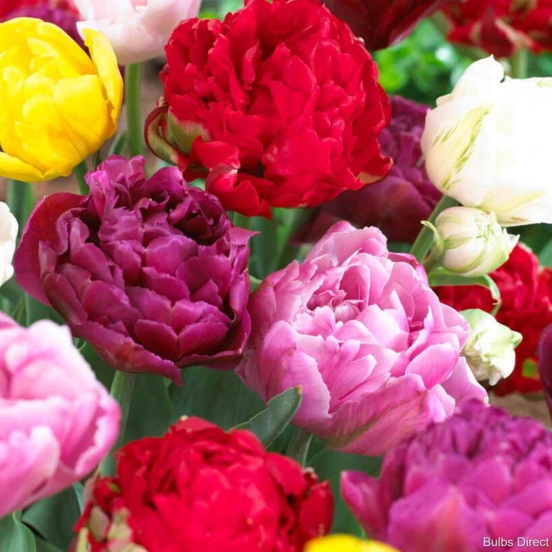 20Pcs Rare Mixed Color Peony Seeds Paeonia Perennial Double Bloom Garden Flower