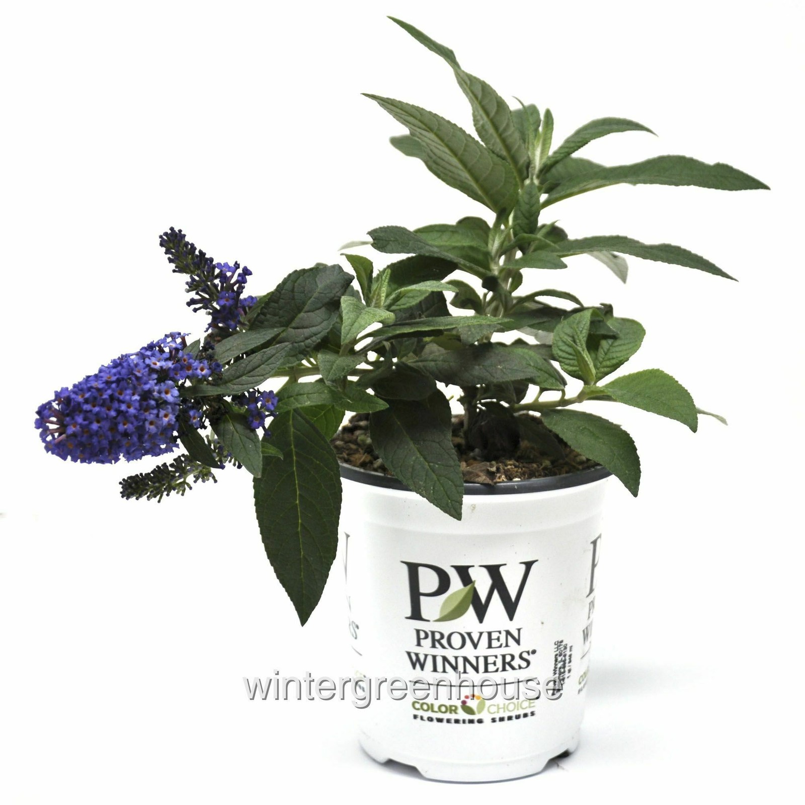 Pugster Blue®, Butterfly Bush, Proven Winners, Buddleia, Container Size: 4.5″